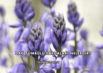 Dağ Sümbülü Faydaları Nelerdir?