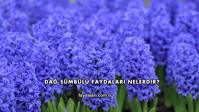 Dağ Sümbülü Faydaları Nelerdir?