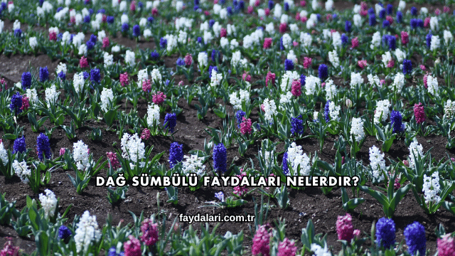 Dağ Sümbülü Faydaları Nelerdir?