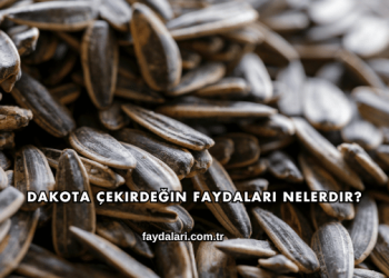 Dakota Çekirdeğin Faydaları Nelerdir?