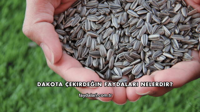 Dakota Çekirdeğin Faydaları Nelerdir?