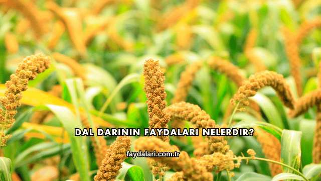 Dal Darının Faydaları Nelerdir?