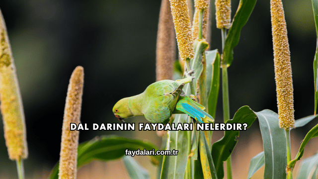 Dal Darının Faydaları Nelerdir?