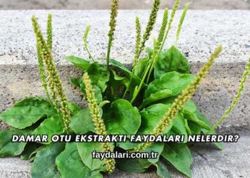 Damar Otu Ekstraktı Faydaları Nelerdir?