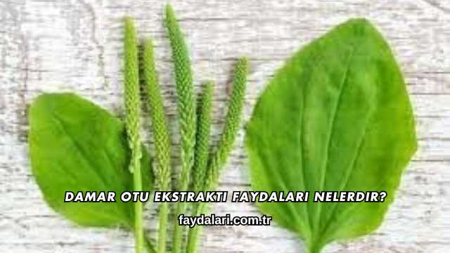 Damar Otu Ekstraktı Faydaları Nelerdir?