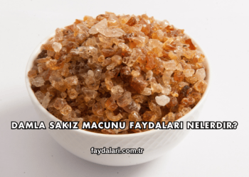 Damla Sakız Macunu Faydaları Nelerdir?
