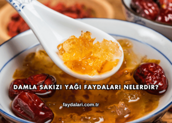 Damla Sakızı Yağı Faydaları Nelerdir?