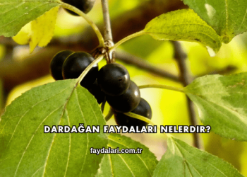 Dardağan Faydaları Nelerdir?
