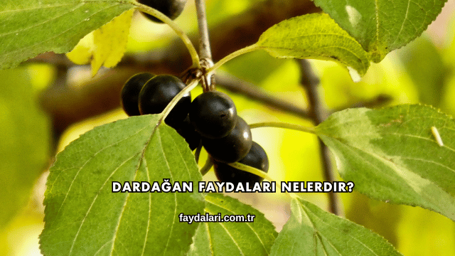 Dardağan Faydaları Nelerdir?