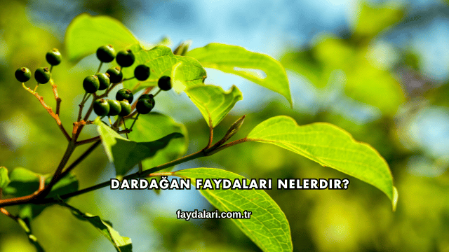 Dardağan Faydaları Nelerdir?