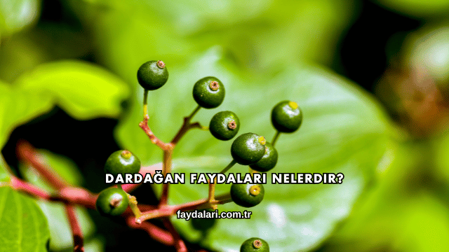Dardağan Faydaları Nelerdir?