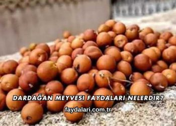 Dardağan Meyvesi Faydaları Nelerdir?
