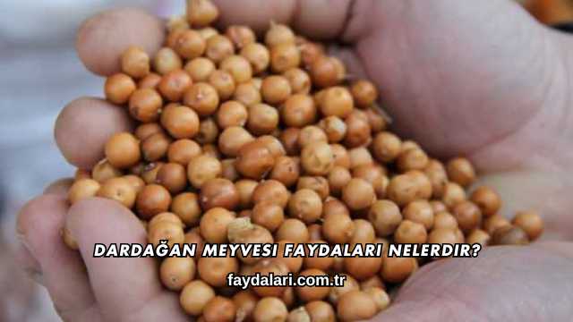 Dardağan Meyvesi Faydaları Nelerdir?