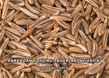 Dardağan Tohumu Faydaları Nelerdir?