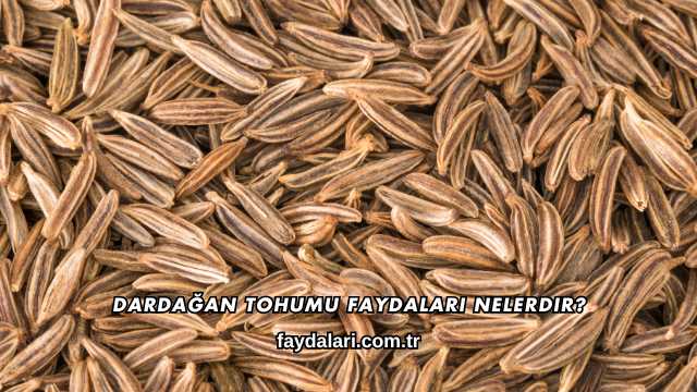 Dardağan Tohumu Faydaları Nelerdir?