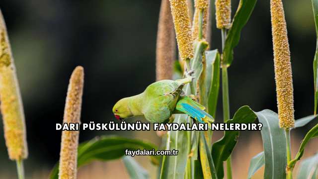 Darı Püskülünün Faydaları Nelerdir?