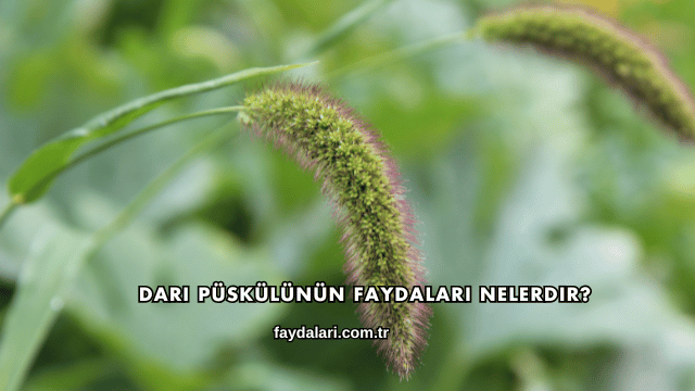 Darı Püskülünün Faydaları Nelerdir?