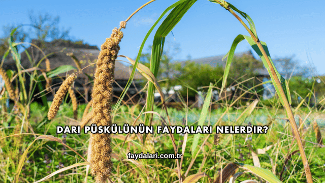 Darı Püskülünün Faydaları Nelerdir?