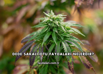 Dede Sakalı Otu Faydaları Nelerdir?