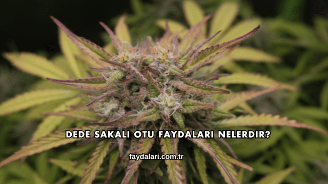 Dede Sakalı Otu Faydaları Nelerdir?