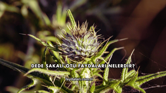 Dede Sakalı Otu Faydaları Nelerdir?