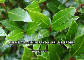 Defne Ağacının Faydaları Nelerdir?