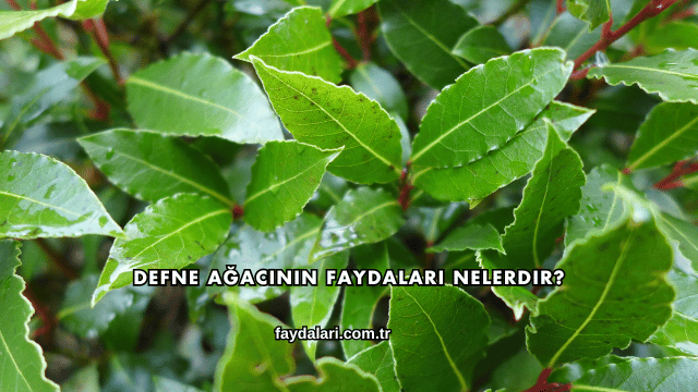Defne Ağacının Faydaları Nelerdir?