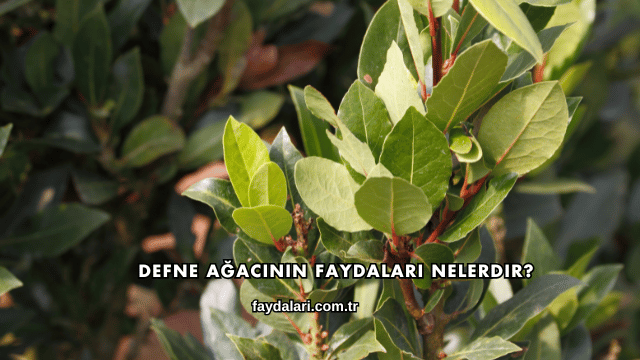 Defne Ağacının Faydaları Nelerdir?