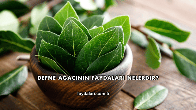Defne Ağacının Faydaları Nelerdir?