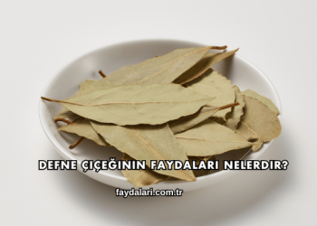 Defne Çiçeğinin Faydaları Nelerdir?