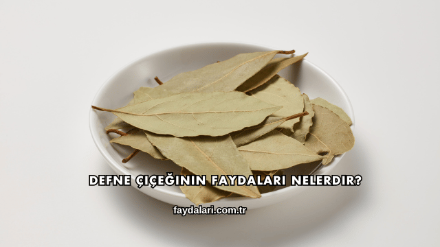 Defne Çiçeğinin Faydaları Nelerdir?