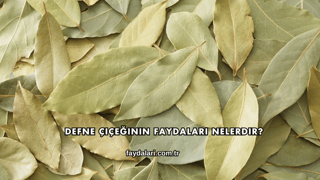 Defne Çiçeğinin Faydaları Nelerdir?