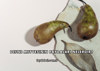 Defne Meyvesinin Faydaları Nelerdir?