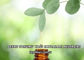 Defne Tohumu Yağı Faydaları Nelerdir?