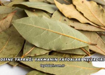 Defne Yaprağı Yakmanın Faydaları Nelerdir?
