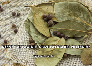 Defne Yaprağının Cilde Faydaları Nelerdir?