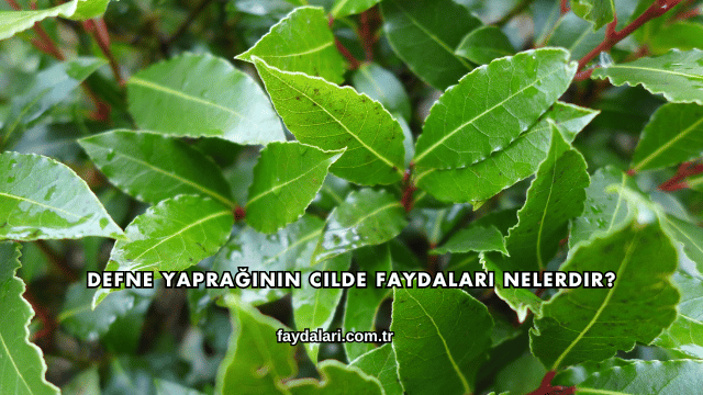 Defne Yaprağının Cilde Faydaları Nelerdir?