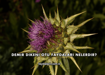 Demir Dikeni Otu Faydaları Nelerdir?