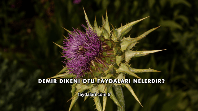 Demir Dikeni Otu Faydaları Nelerdir?