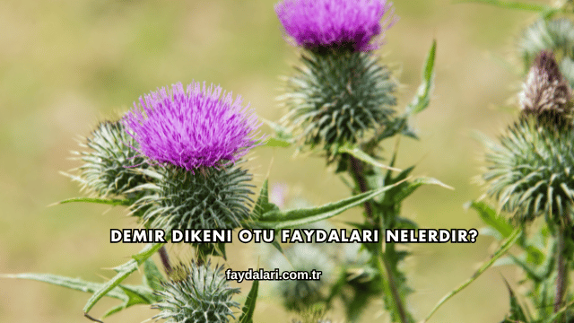 Demir Dikeni Otu Faydaları Nelerdir?