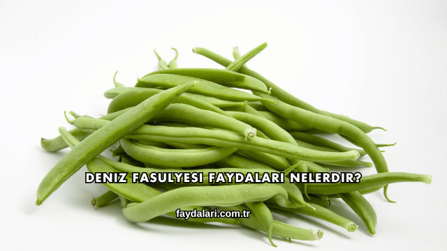 Deniz Fasulyesi Faydaları Nelerdir?