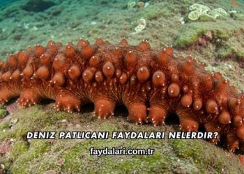 Deniz Patlıcanı Faydaları Nelerdir?