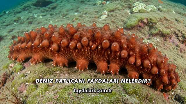 Deniz Patlıcanı Faydaları Nelerdir?