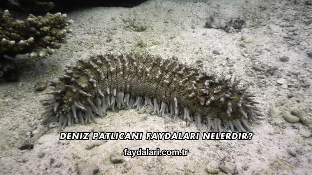 Deniz Patlıcanı Faydaları Nelerdir?