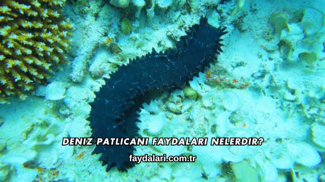Deniz Patlıcanı Faydaları Nelerdir?