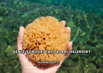 Deniz Süngeri Faydaları Nelerdir?