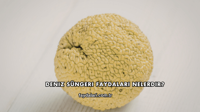 Deniz Süngeri Faydaları Nelerdir?