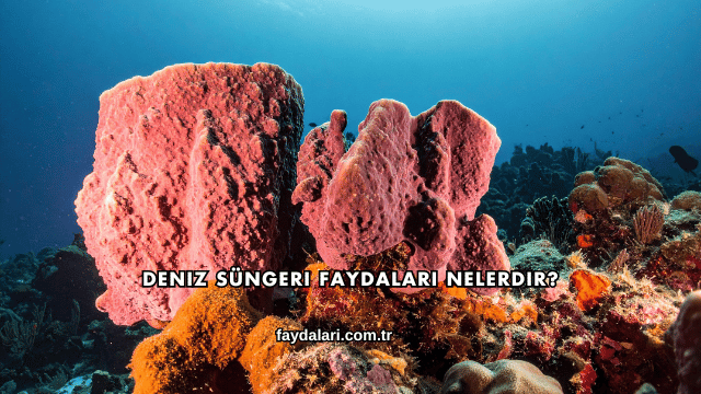 Deniz Süngeri Faydaları Nelerdir?