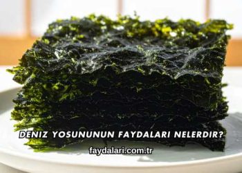Deniz Yosununun Faydaları Nelerdir?