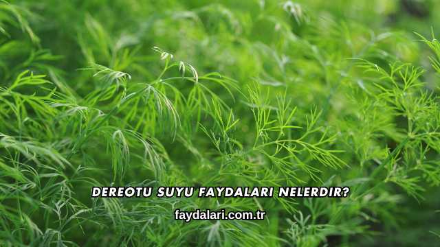 Dereotu Suyu Faydaları Nelerdir?